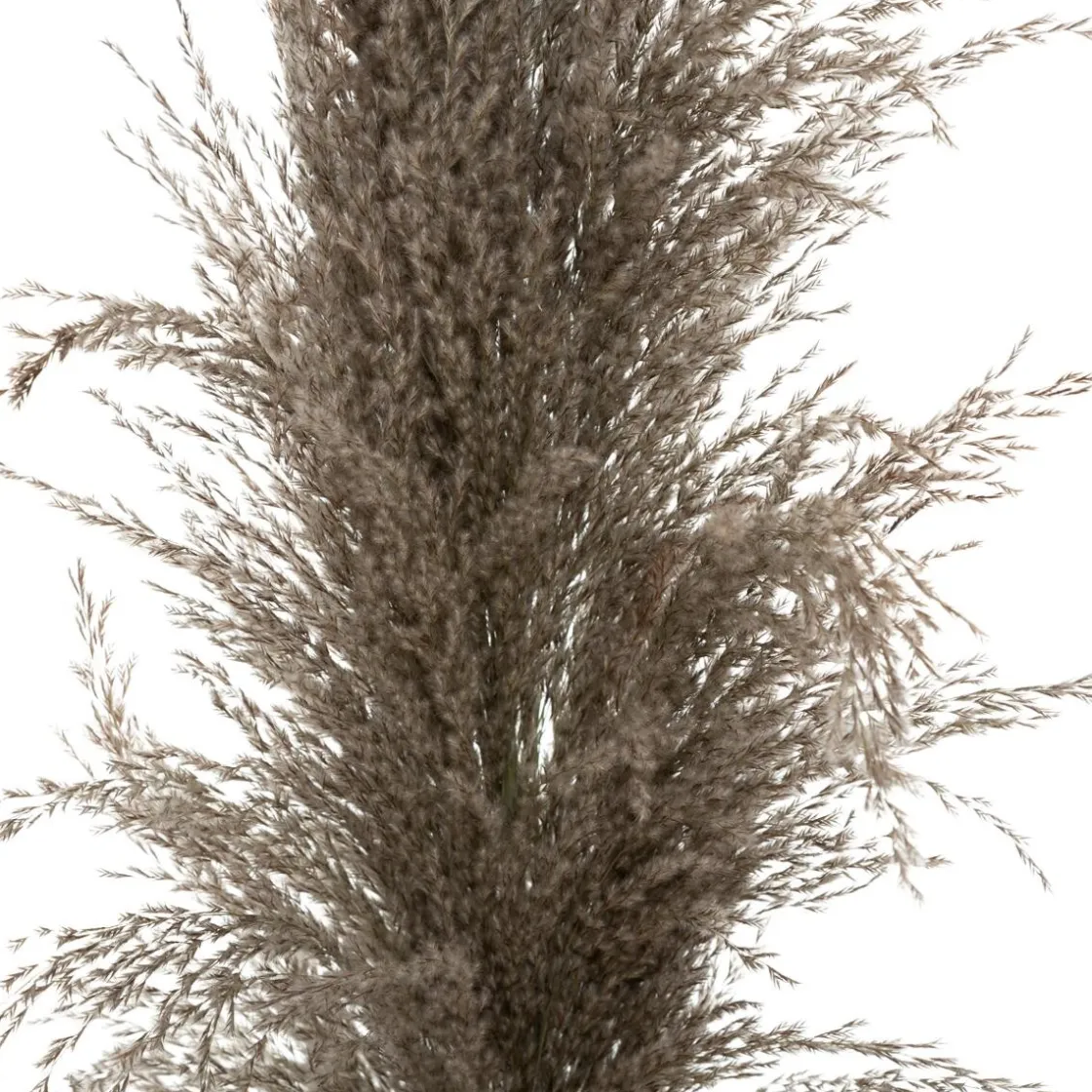 ATMOSPHERA 3 fleurs séchées "Pampa brune" Clearance