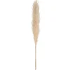 ATMOSPHERA 3 fleurs séchées "Pampa naturelle" Discount