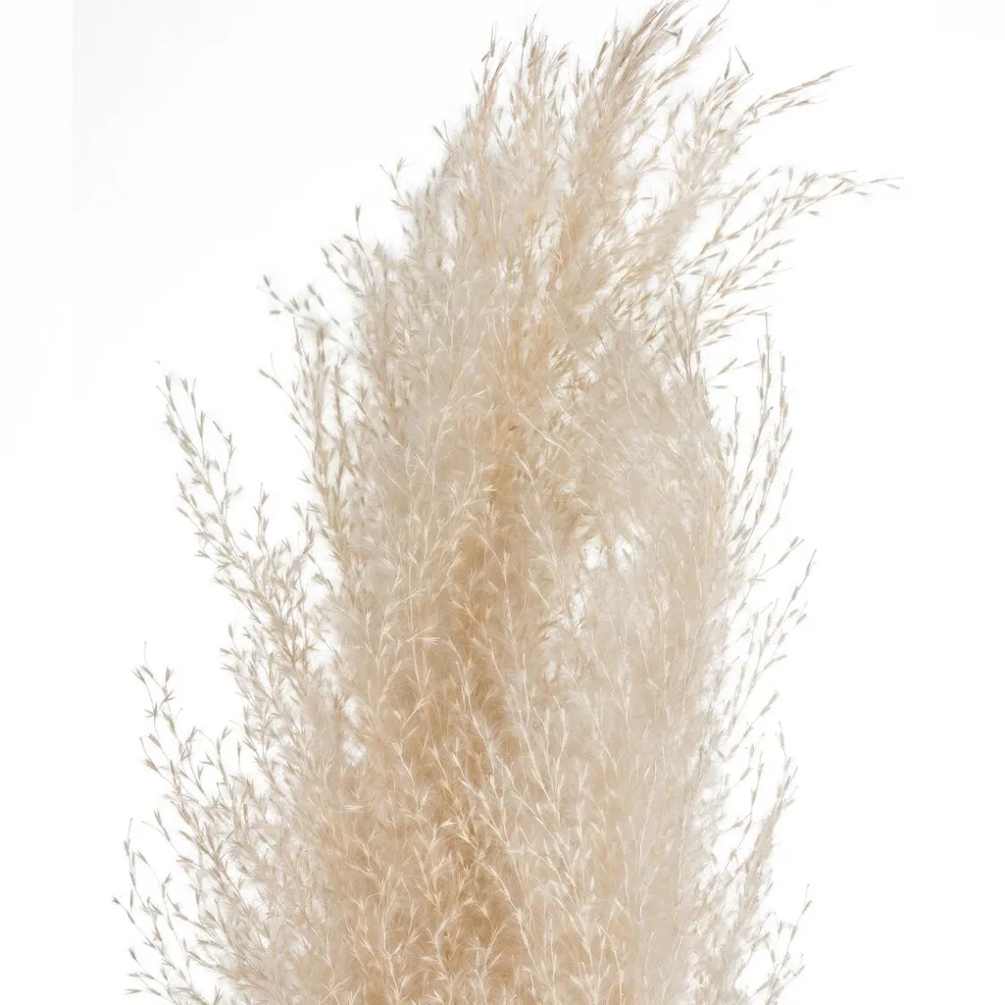 ATMOSPHERA 3 fleurs séchées "Pampa naturelle" Discount