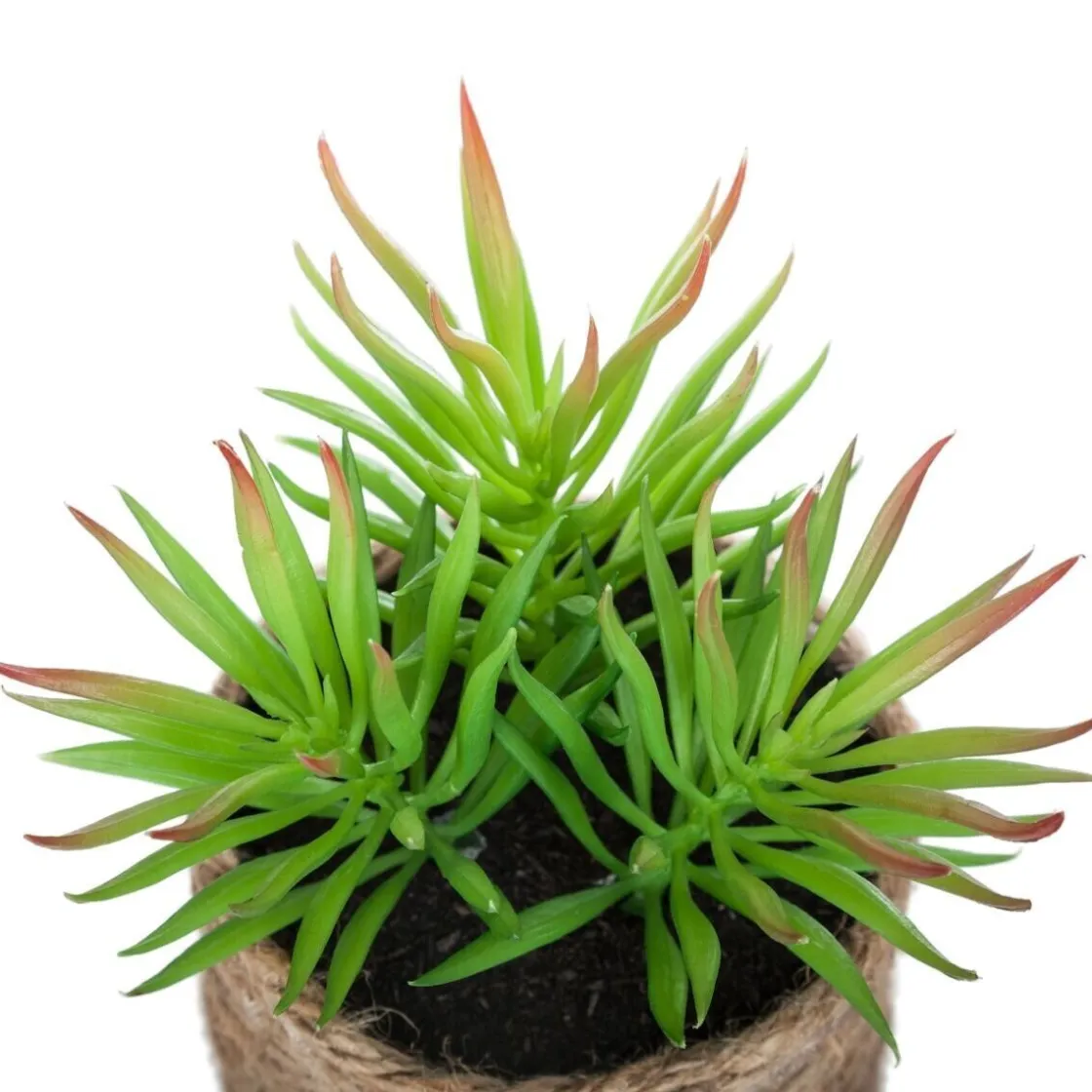 ATMOSPHERA Plante artificielle Hot