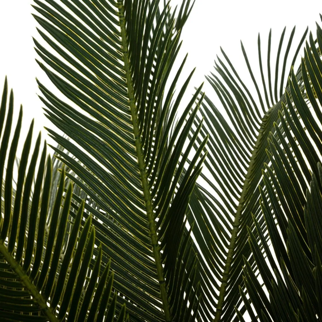 ATMOSPHERA Plante artificielle "Ananas" Online