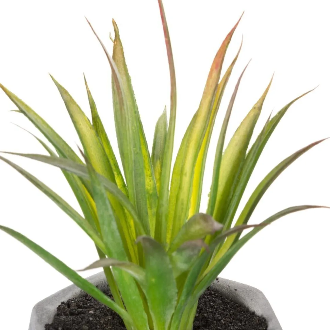 ATMOSPHERA Plante grasse artificielle Outlet